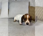 Small #7 Dachshund