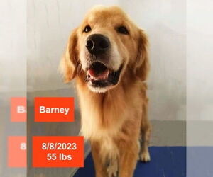 Golden Retriever Dogs for adoption in West Hollywood, CA, USA