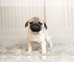 Small Photo #12 Pug Puppy For Sale in WARSAW, IN, USA