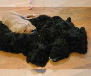 Golden Mountain Doodle  Litter for sale in COLUMBUS, IN, USA