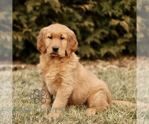 Golden Retriever Puppy for sale in GORDONVILLE, PA, USA