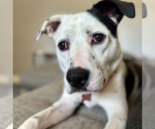 Medium Photo #2 Mutt Puppy For Sale in Canton, CT, USA