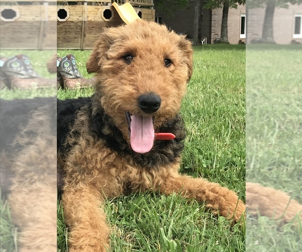 Medium Photo #1 Airedoodle Puppy For Sale in LEOMA, TN, USA
