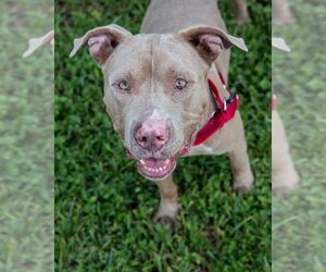 Mutt Dogs for adoption in Miami, FL, USA