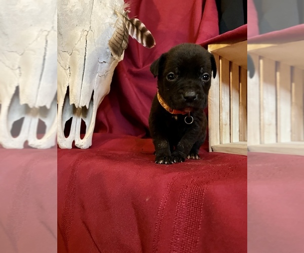 Medium Photo #21 Cane Corso Puppy For Sale in LAKE EUFAULA, OK, USA