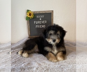 Aussiedoodle Miniature Puppy for sale in BLOOMFIELD, IN, USA