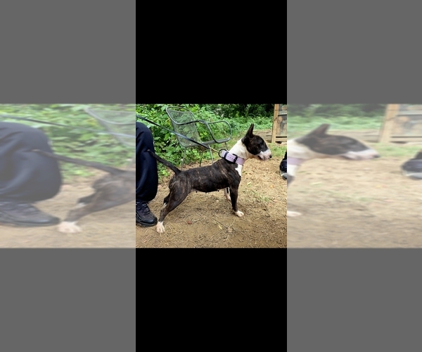 Medium Photo #1 Miniature Bull Terrier Puppy For Sale in BRIDGETON, NJ, USA