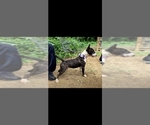 Small Photo #1 Miniature Bull Terrier Puppy For Sale in BRIDGETON, NJ, USA
