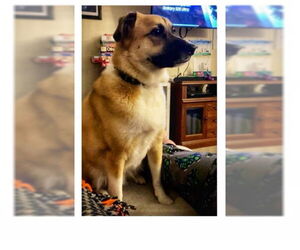 Mutt Dogs for adoption in Alexandria, KY, USA