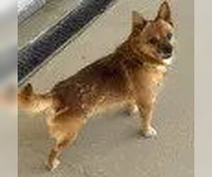 Toxirn Dogs for adoption in Bristol, CT, USA