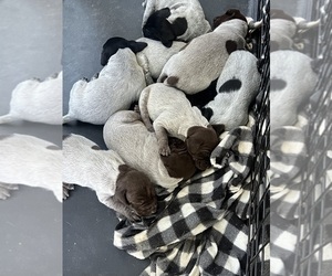 German Shorthaired Pointer Litter for sale in SANBORN, NY, USA