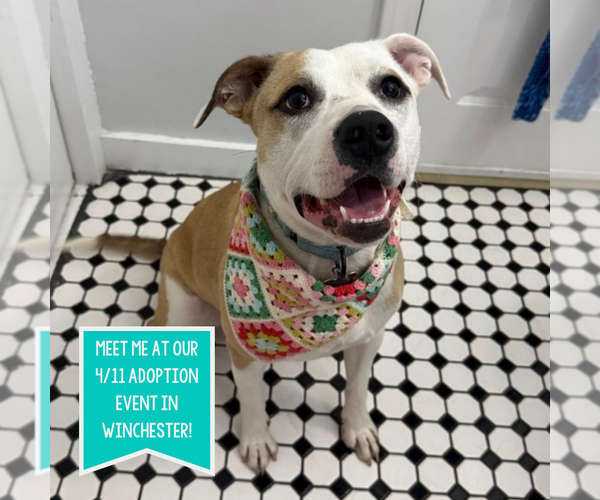 Medium Photo #17 Mutt Puppy For Sale in Boston, MA, USA