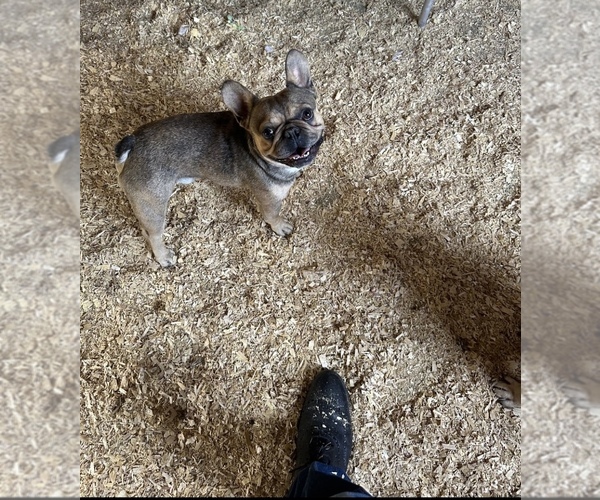 Medium Photo #1 French Bulldog Puppy For Sale in NEWTON, NJ, USA