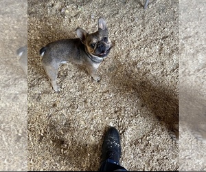 French Bulldog Puppy for sale in NEWTON, NJ, USA