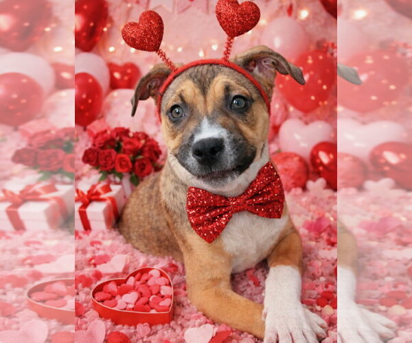 Medium Photo #3 Labrador Retriever-Unknown Mix Puppy For Sale in Royal Palm Beach, FL, USA