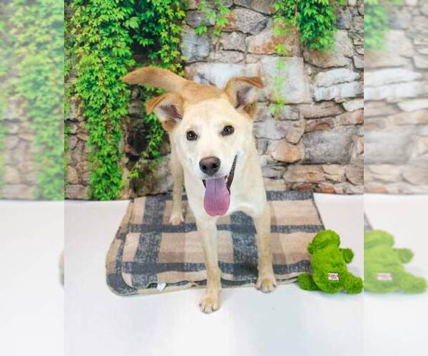 Medium Photo #3 Retriever -Unknown Mix Puppy For Sale in Kennesaw, GA, USA