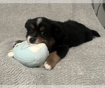 Puppy Basil Miniature Australian Shepherd
