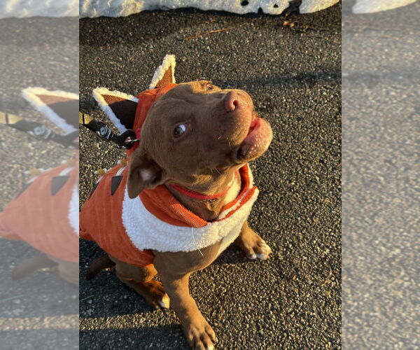 Medium Photo #3 Mutt Puppy For Sale in Mooresville, NC, USA