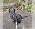 Small #4 Labrador Retriever Mix