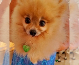 Pomeranian Puppy for sale in MOUNT PLEASANT, SC, USA