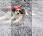 Small Photo #1 ShihPoo Puppy For Sale in INDIANAPOLIS, IN, USA