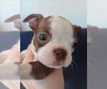 Small #1 Boston Terrier