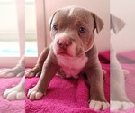 Puppy Puppy 3 Teddy American Bully