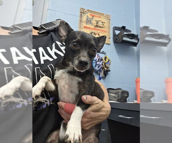 Medium Photo #1 Chihuahua-Unknown Mix Puppy For Sale in Evansville, IN, USA