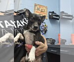 Small Chihuahua Mix