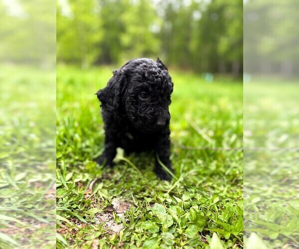 Medium Photo #10 Double Doodle Puppy For Sale in PALMER, AK, USA