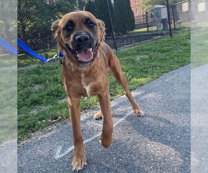 Black Mouth Cur-Unknown Mix Dogs for adoption in Boston, MA, USA