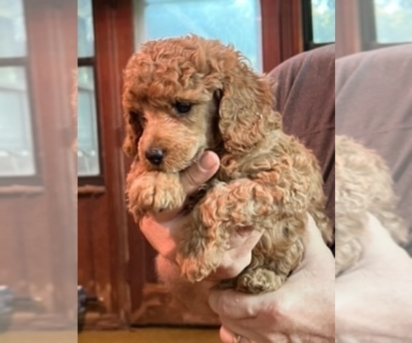 Medium Photo #4 Poodle (Miniature) Puppy For Sale in NEWNAN, GA, USA