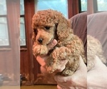 Small Photo #4 Poodle (Miniature) Puppy For Sale in NEWNAN, GA, USA