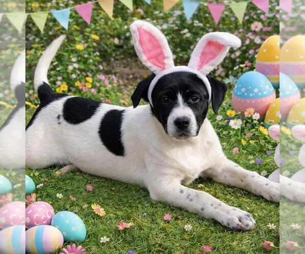 Medium Photo #3 Borador Puppy For Sale in Yardley, PA, USA