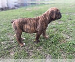 Small Photo #6 Olde English Bulldogge Puppy For Sale in VIOLA, AR, USA
