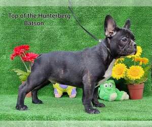 French Bulldog Puppy for sale in Kecskemet, Bacs-Kiskun, Hungary