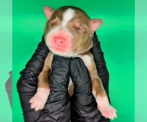 Australian Shepherd Puppy for sale in SOUTH HILL, VA, USA