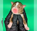 Image preview for Ad Listing. Nickname: Moxxis Pups