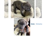 Small Photo #4 Cane Corso Puppy For Sale in MAGNOLIA SQUARE, FL, USA
