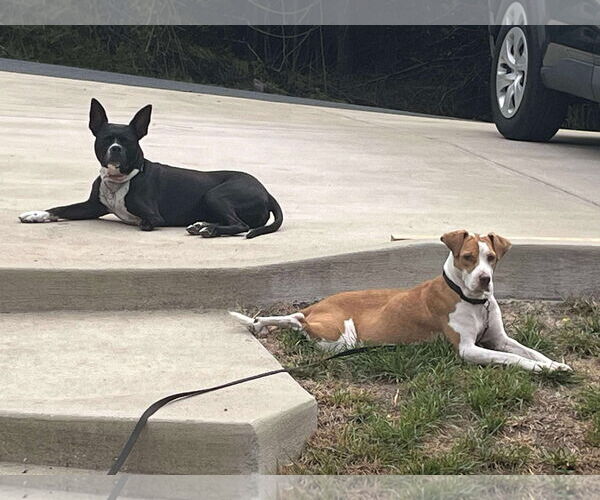 Medium Photo #9 Labrador Retriever-Unknown Mix Puppy For Sale in Derwood, MD, USA