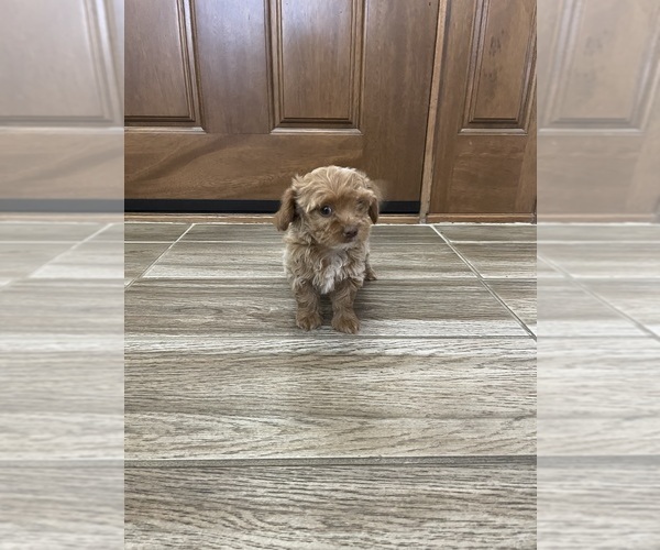 Medium Photo #2 Maltipoo Puppy For Sale in APPLE VALLEY, CA, USA
