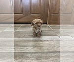 Small #1 Maltipoo