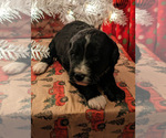 Small Photo #9 Aussiedoodle Puppy For Sale in SPARTA, MO, USA