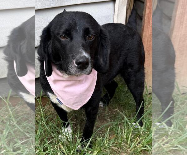 Medium Photo #1 Bagle Hound Puppy For Sale in Wetumpka, AL, USA