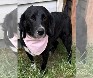 Bagle Hound Dogs for adoption in Wetumpka, AL, USA