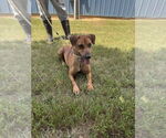 Small #2 Dachshund Mix