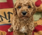 Puppy Milo Poodle (Miniature)