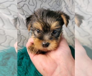 Yorkshire Terrier Puppy for Sale in KENDALL, Wisconsin USA