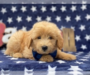 Pookimo Puppy for sale in LANCASTER, PA, USA