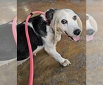 Small Photo #6 Beagle Puppy For Sale in Dunnellon, FL, USA